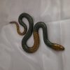 Serpent – Image 2